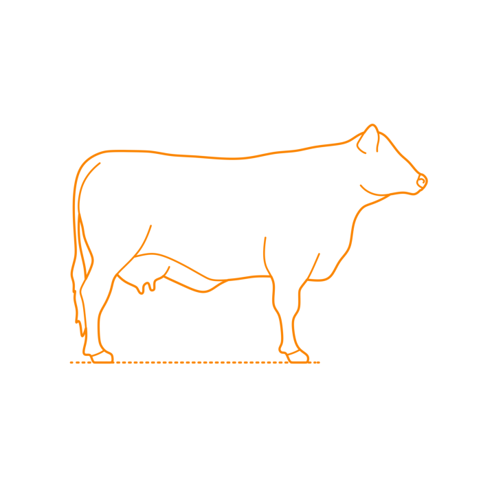 Free Download Vectors, Animals Bovines Black Angus Cattle Outline Svg Vector