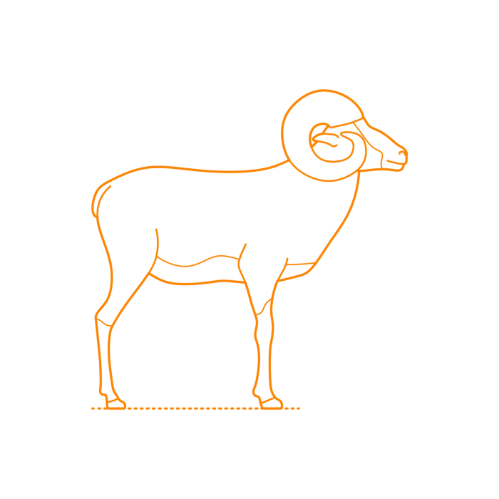 Free Download Vectors, Animals Caprids Argali Outline Svg Vector