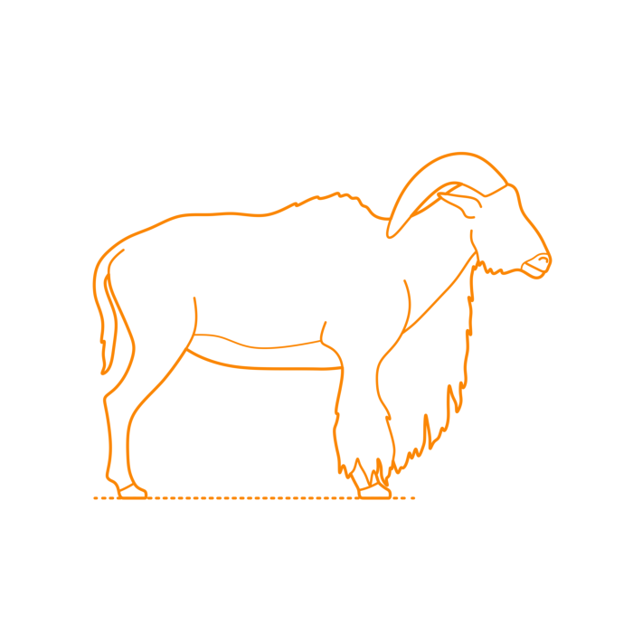 Free Download Vectors, Animals Caprids Barbary Sheep Drawing Svg Vector