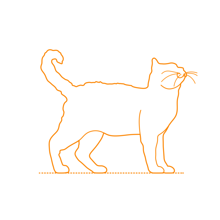 Free Download Vectors, Animals Cats American Wirehair Cat Line Art Svg Vector