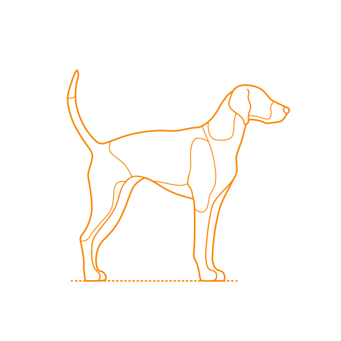 Free Download Vectors, Animals Dogs American Foxhound Line Tracing Svg Vector