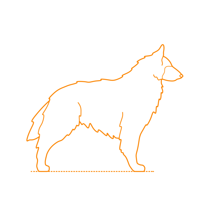 Free Download Vectors, Animals Dogs Belgian Tervuren Line Tracing Svg Vector