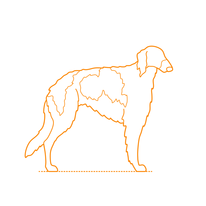 Free Download Vectors, Animals Dogs Borzoi Outline Svg Vector