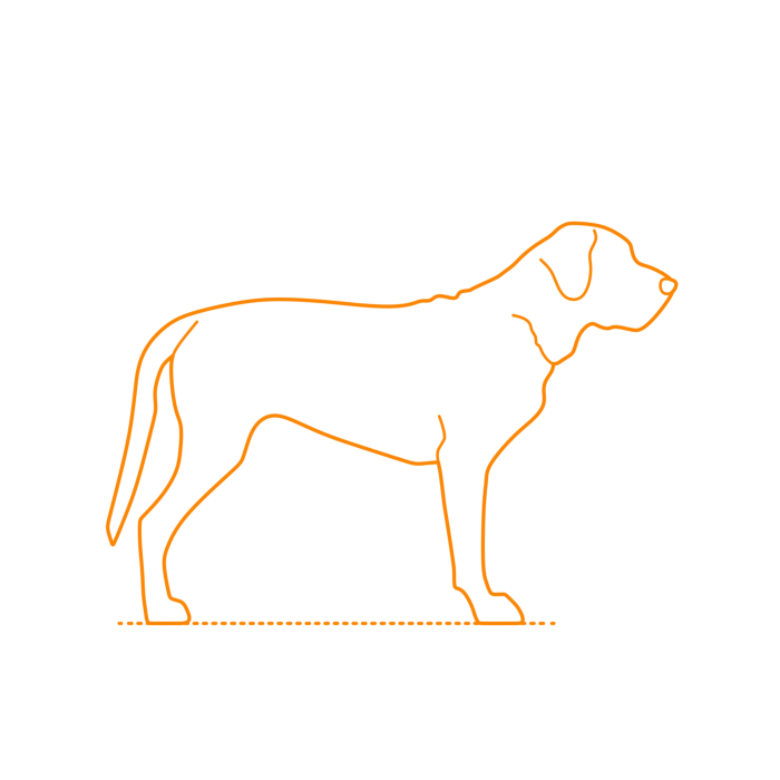 Free Download Vectors, Animals Dogs Broholmer Drawing Svg Vector