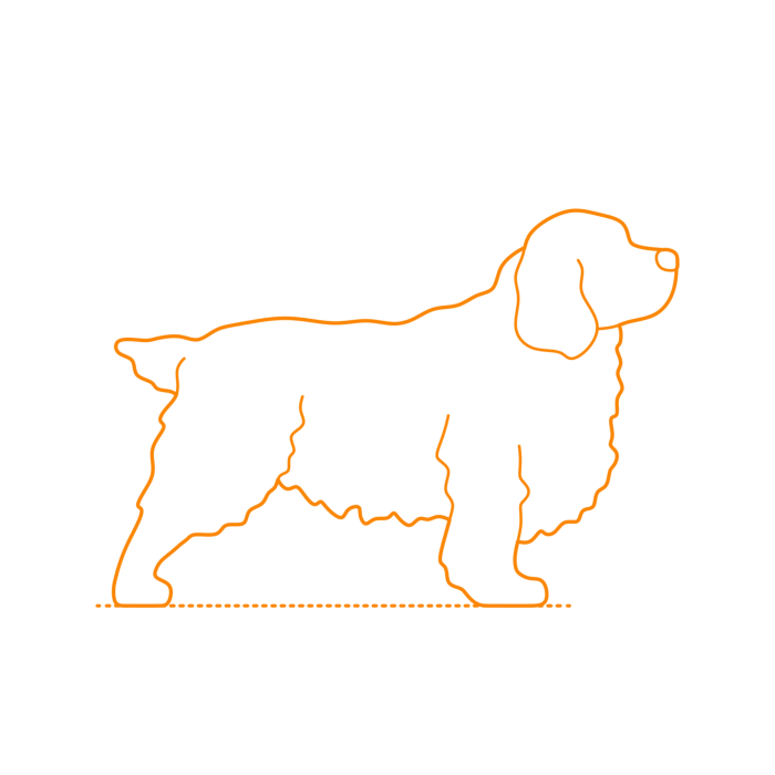 Free Vector, Animals Dogs Clumber Spaniel Line Art Svg Vector