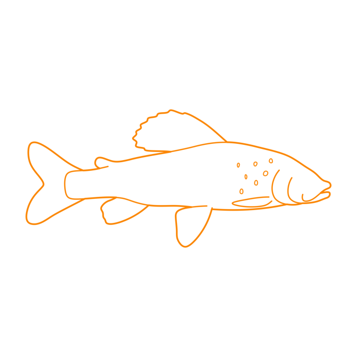 Free Download Vectors, Animals Freshwater Fish Arctic Grayling Line Art Svg Vector