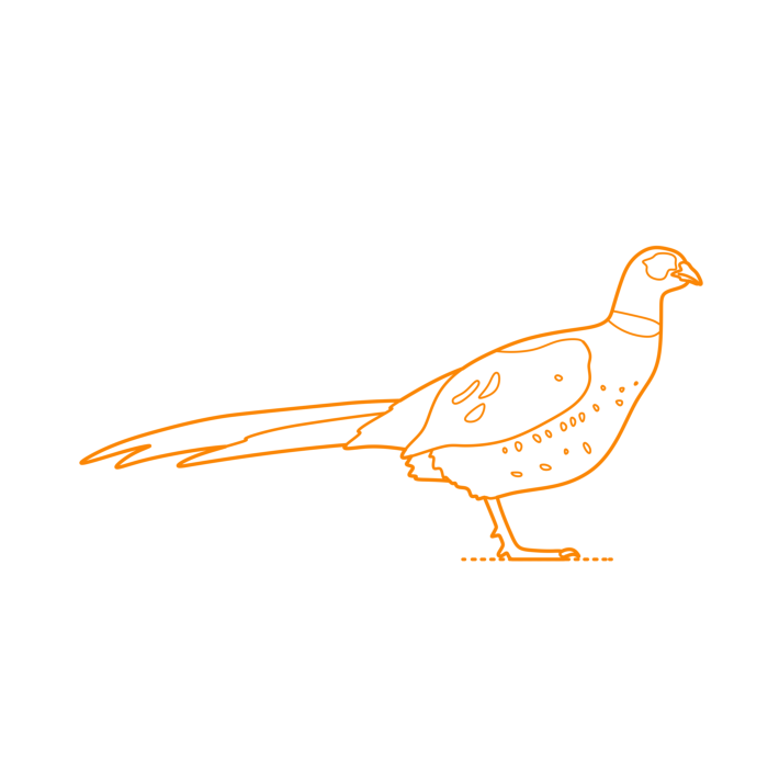 Free Download Vectors, Animals Gamefowl Common Pheasant Line Art Svg Vector