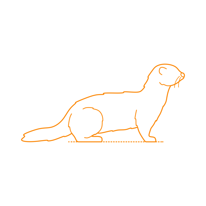 Free Download Vectors, Animals Mustelids American Mink Drawing Svg Vector