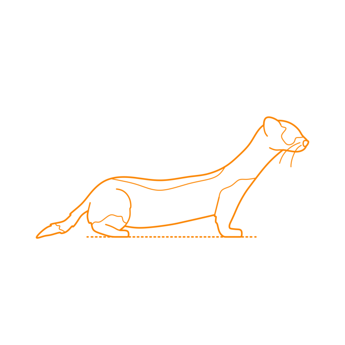 Free Download Vectors, Animals Mustelids Black Footed Ferret Outline Svg Vector