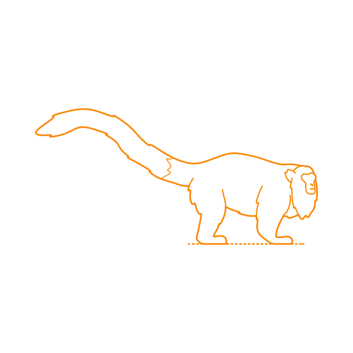 Free Download Vectors, Animals New World Monkeys Coppery Titi Line Art Svg Vector