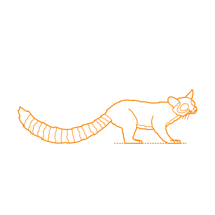 Free Download Vectors, Animals Procyonids Cacomistle Line Art Svg Vector