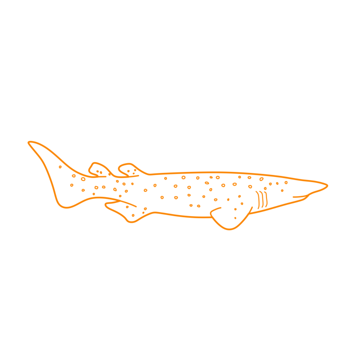 Free Download Vectors, Animals Sharks Bramble Shark Drawing Svg Vector