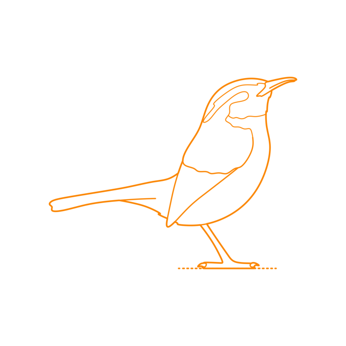 Free Download Vectors, Animals Songbirds Carolina Wren Line Tracing Svg Vector