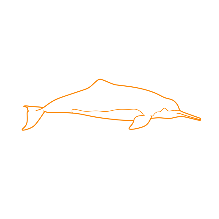 Free Download Vectors, Animals Toothed Whales Baiji Line Tracing Svg Vector