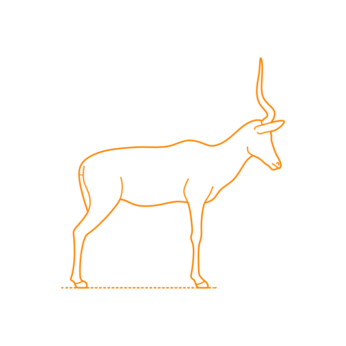 Free Download Vectors, Animals Antelopes Hirola Line Tracing Svg Vector