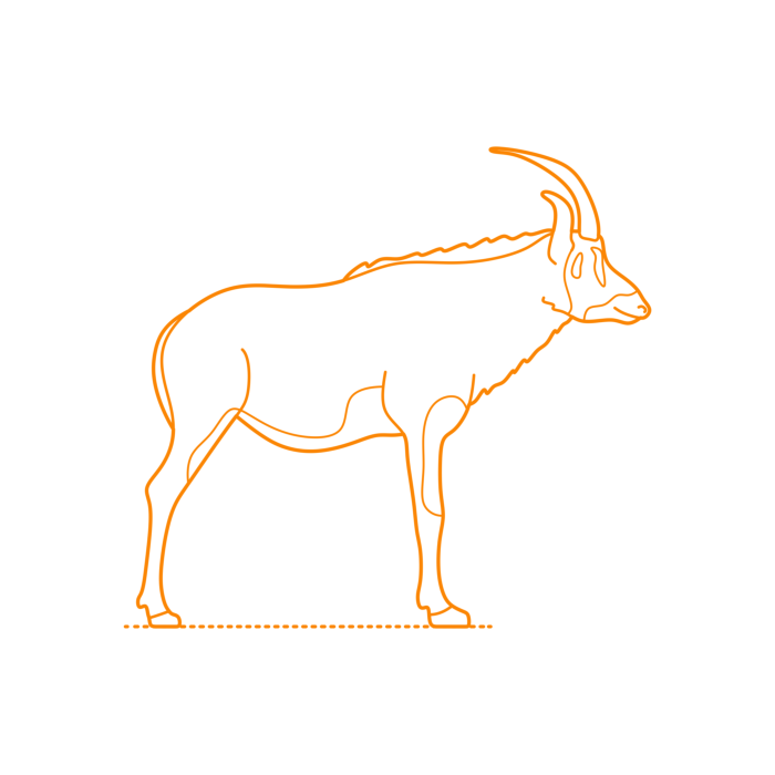 Free Download Vectors, Animals Antelopes Roan Antelope Line Art Svg Vector