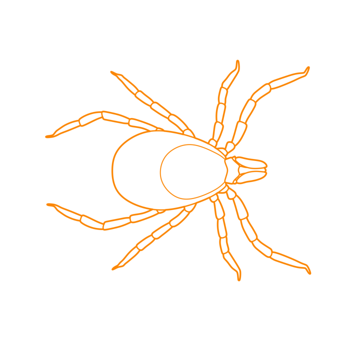 Free Download Vectors, Animals Arachnids Deer Tick Line Tracing Svg Vector