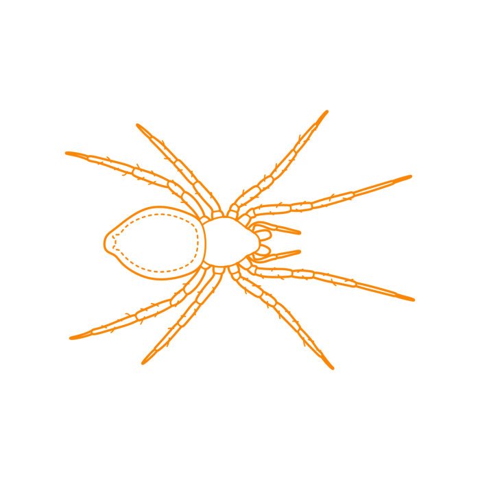 Free Download Vectors, Animals Arachnids Water Spider Diving Bell Spider Drawing Svg Vector