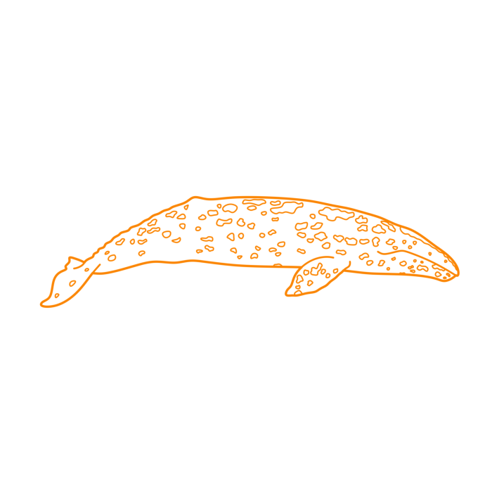 Free Download Vectors, Animals Baleen Whales Gray Whale Drawing Svg Vector