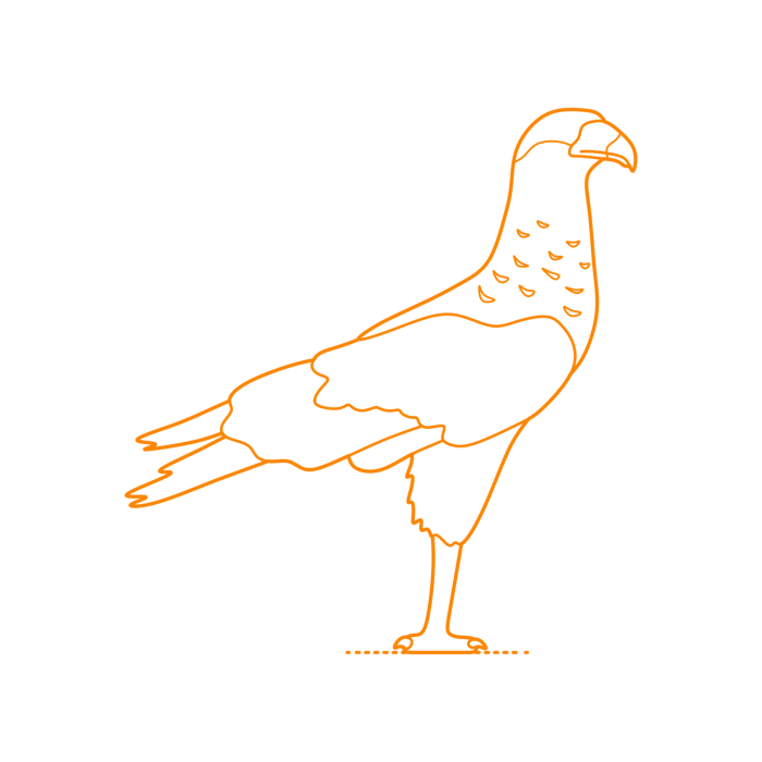 Free Download Vectors, Animals Birds Of Prey Northern Crested Caracara Drawing Svg Vector