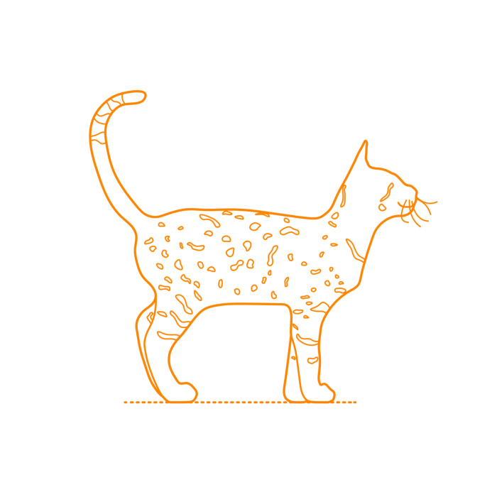 Free Download Vectors, Animals Cats Ocicat Outline Svg Vector