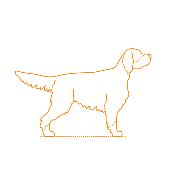 Free Download Vectors, Animals Dogs Gordon Setter Line Tracing Svg Vector