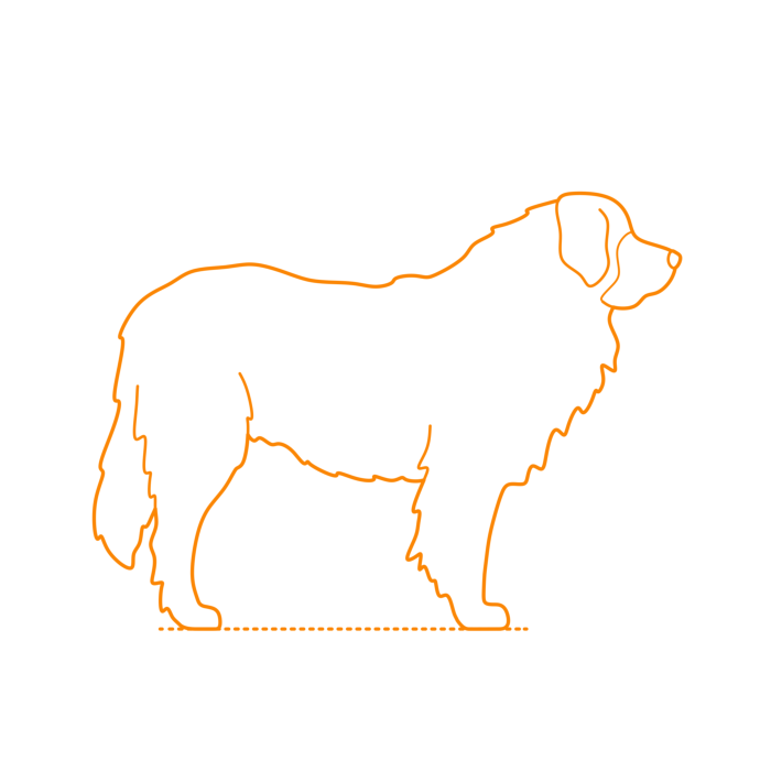 Free Download Vectors, Animals Dogs Leonberger Line Art Svg Vector