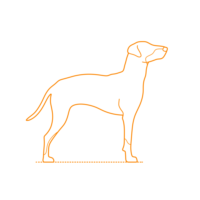 Free Download Vectors, Animals Dogs Manchester Terrier Outline Svg Vector