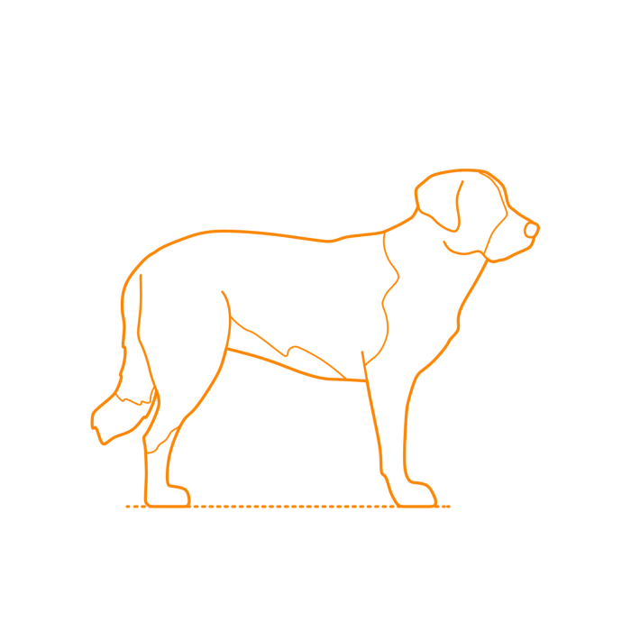 Free Download Vectors, Animals Dogs Rafeiro Do Alentejo Line Tracing Svg Vector