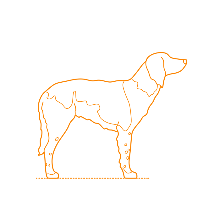 Free Download Vectors, Animals Dogs Small Munsterlander Line Tracing Svg Vector