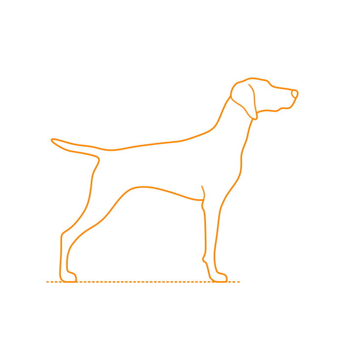 Free Download Vectors, Animals Dogs Vizsla Drawing Svg Vector