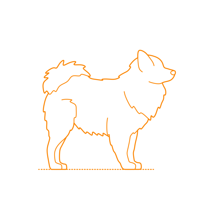 Free Download Vectors, Animals Dogs Volpino Italiano Line Art Svg Vector