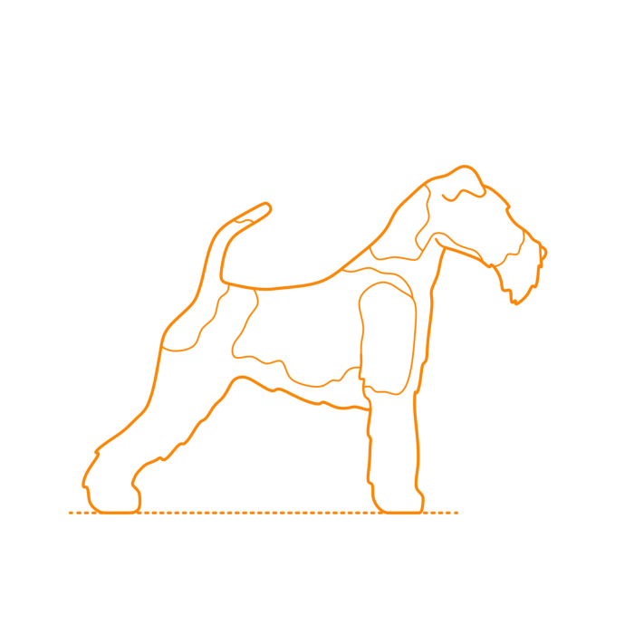 Free Download Vectors, Animals Dogs Wire Fox Terrier Outline Svg Vector