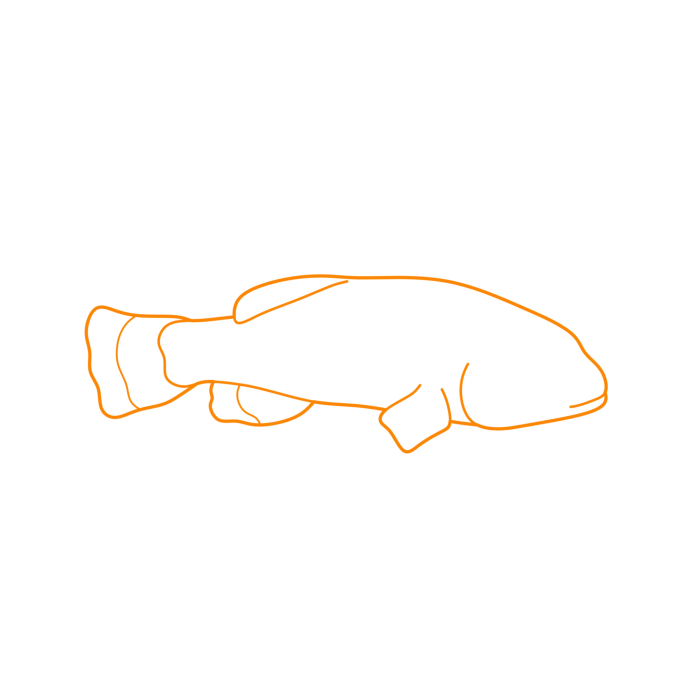 Free Download Vectors, Animals Freshwater Fish Devils Hole Pupfish Line Art Svg Vector