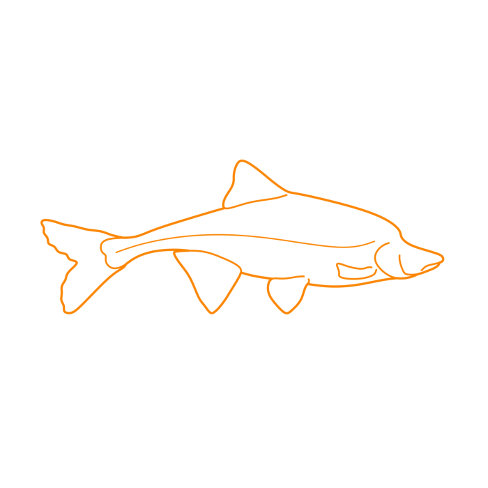 Free Download Vectors, Animals Freshwater Fish Humpback Chub Line Art Svg Vector