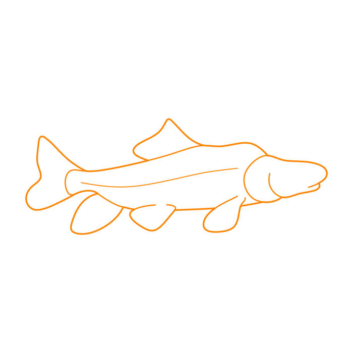 Free Download Vectors, Animals Freshwater Fish Razorback Sucker Line Tracing Svg Vector