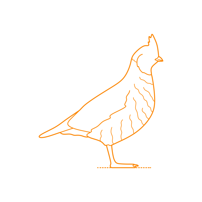 Free Download Vectors, Animals Gamefowl Scaled Quail Outline Svg Vector