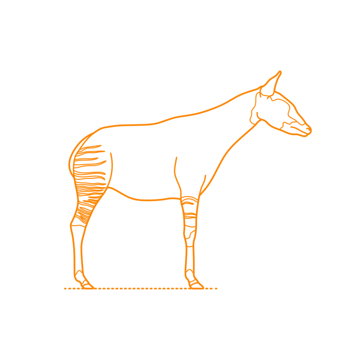 Free Download Vectors, Animals Giraffoids Okapi Line Art Svg Vector