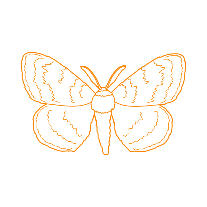Free Vector Animals Insects Gypsy Moth Drawing Svg Vector