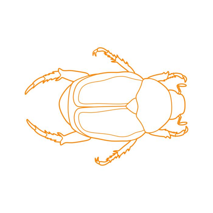 Free Download Vectors, Animals Insects Japanese Beetle Line Tracing Svg Vector