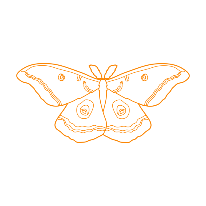 Free Download Vectors, Animals Insects Polyphemus Moth Line Art Svg Vector