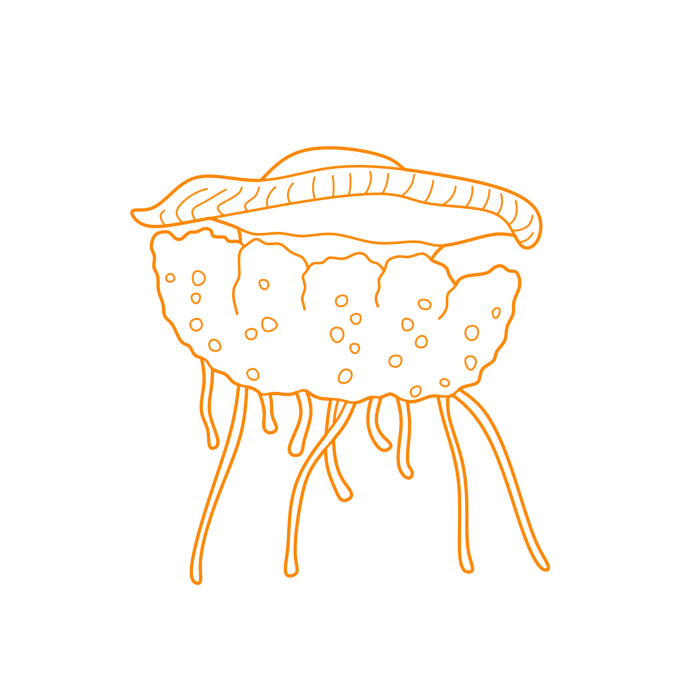 Free Download Vectors, Animals Jellyfish Fried Egg Jellyfish Outline Svg Vector