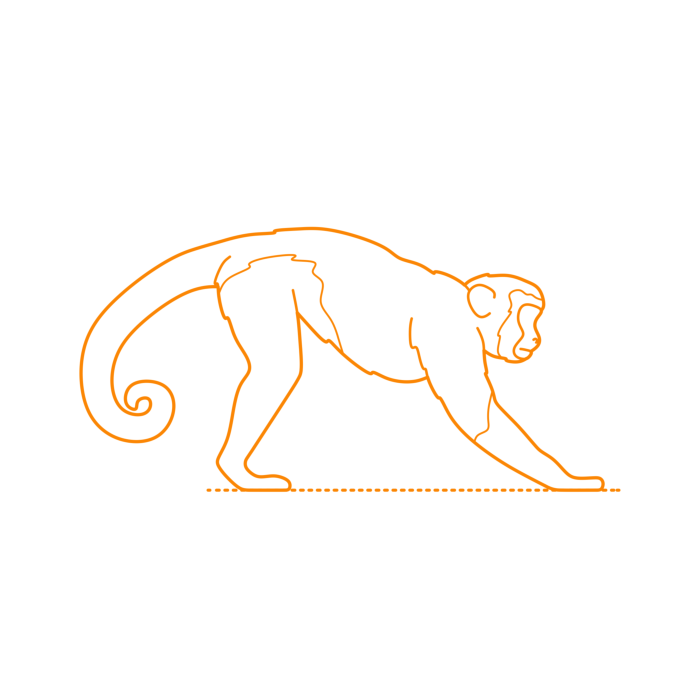 Free Download Vectors, Animals New World Monkeys Tufted Capuchin Line Art Svg Vector