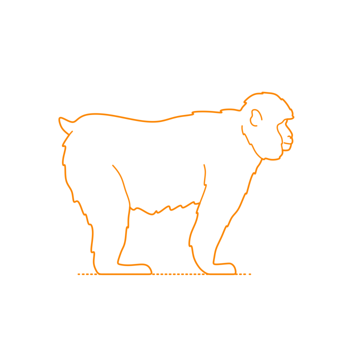 Free Download Vectors, Animals Old World Monkeys Japanese Macaque Line Tracing Svg Vector