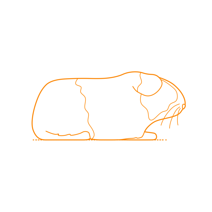Free Download Vectors, Animals Rodents Guinea Pig Cavy Drawing Svg Vector