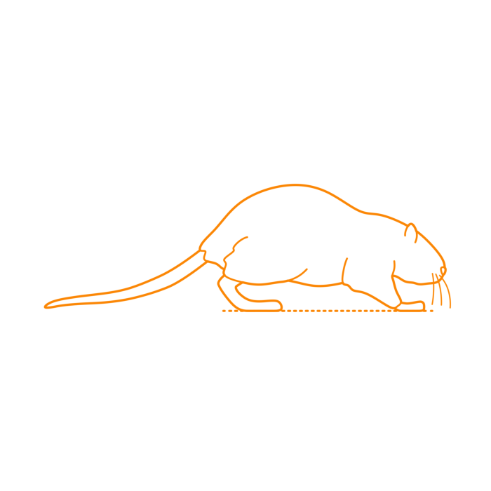 Free Download Vectors, Animals Rodents Muskrat Outline Svg Vector