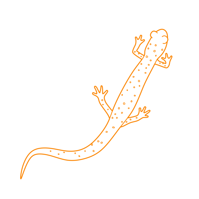Free Download Vectors, Animals Salamanders Slimy Salamander Outline Svg Vector