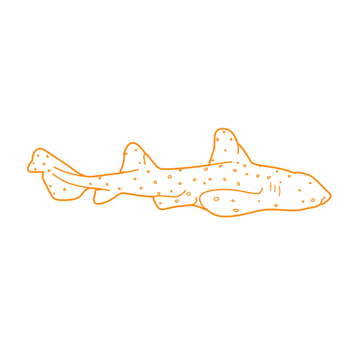 Free Download Vectors, Animals Sharks Horn Shark Line Art Svg Vector