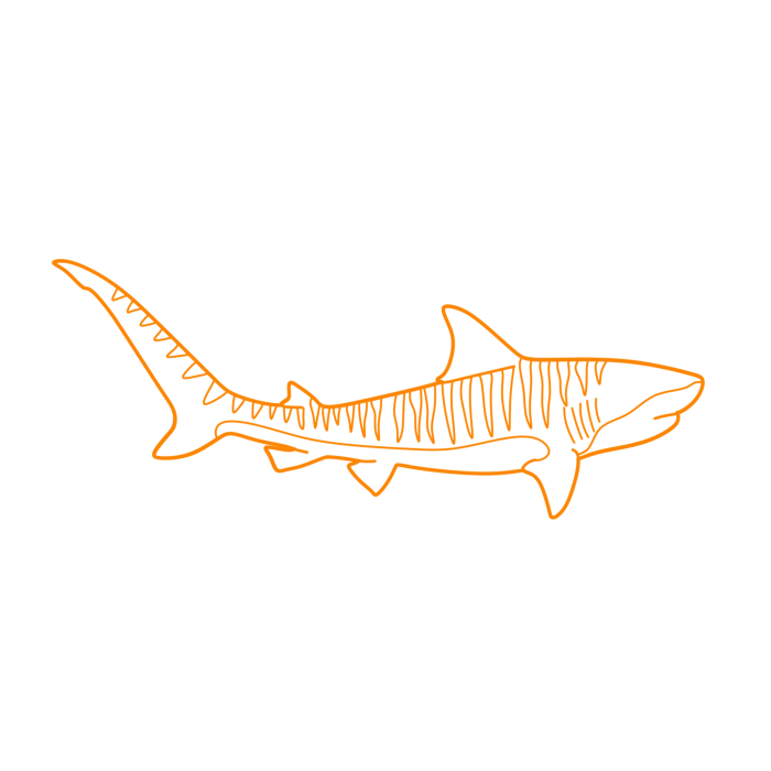 Free Download Vectors, Animals Sharks Tiger Shark Line Art Svg Vector