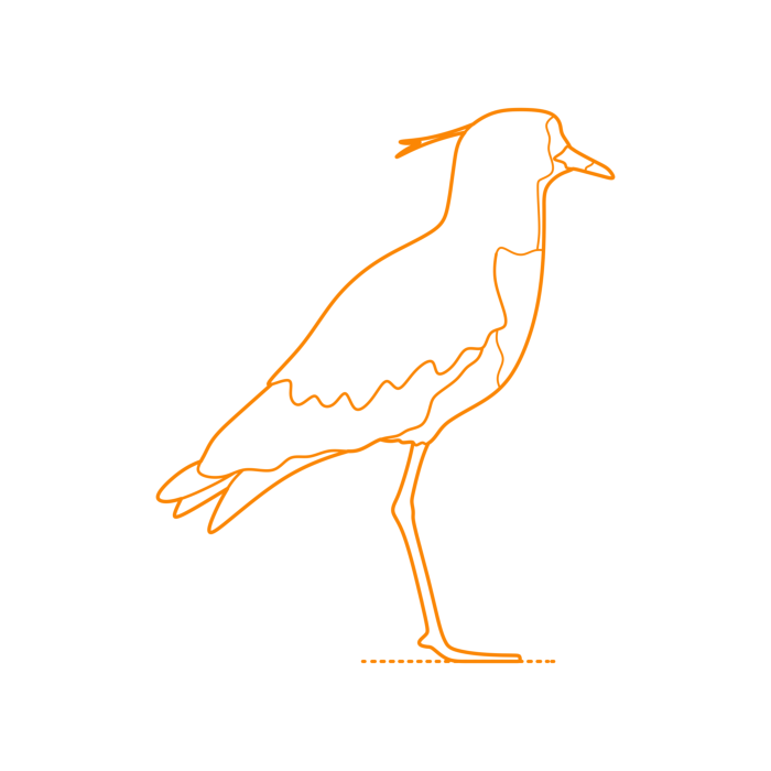 Free Download Vectors, Animals Shorebirds Southern Lapwing Line Art Svg Vector